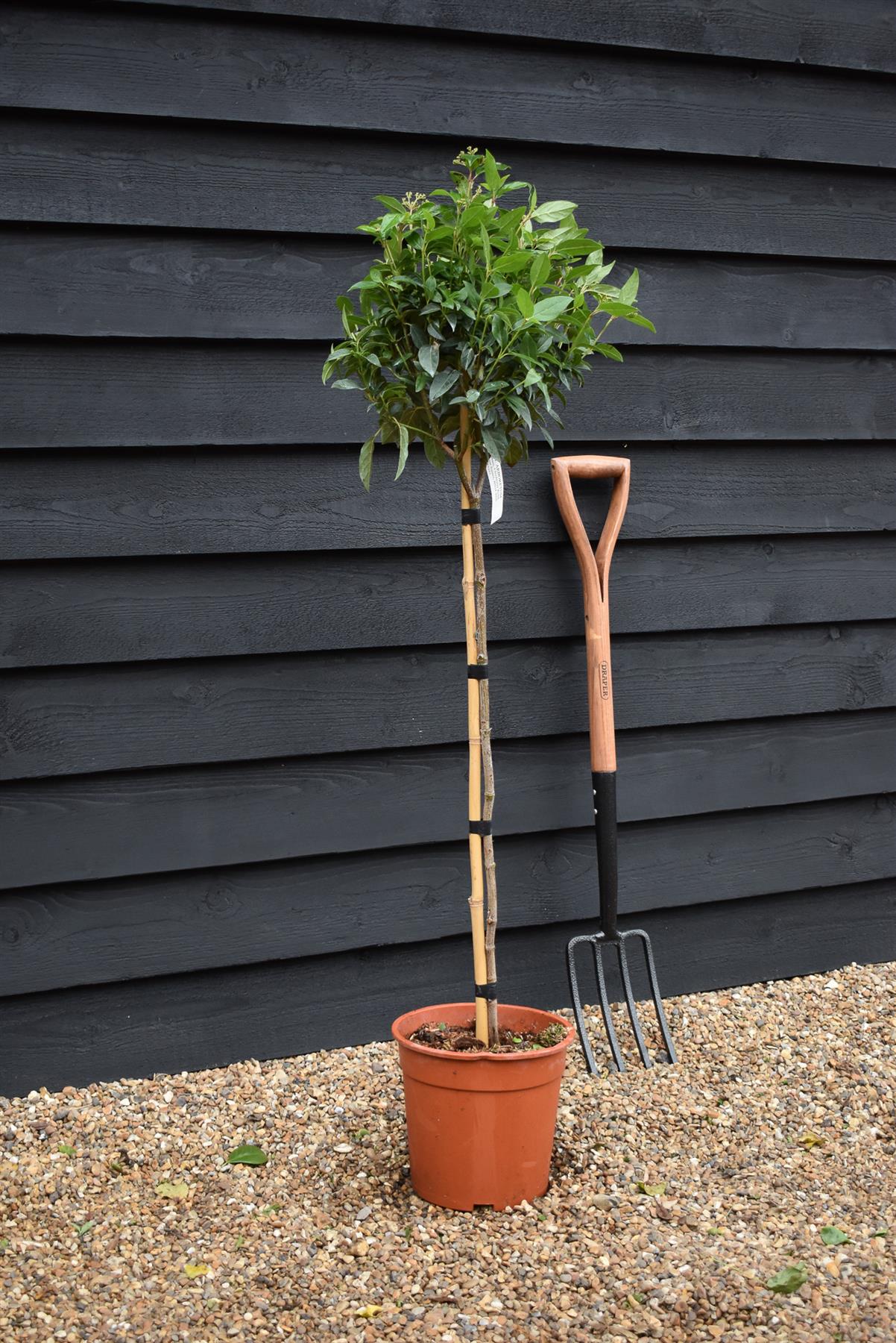Viburnum tinus Spirit - Clear Stem 75cm - Height 110cm - 7lt