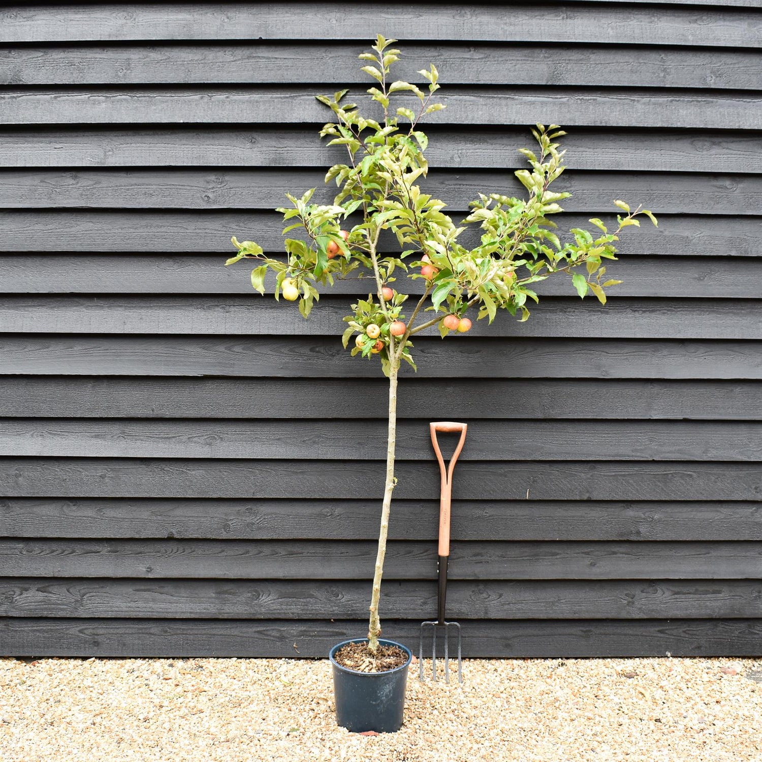 Apple tree 'Gala' | Malus Domestica - 150-180cm - 10lt