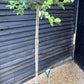 Camellia japonica - Standard - Clear Stem - Girth 10-12cm - Height - 330-350cm - 70lt