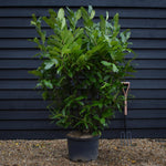 Cherry Laurel | Prunus Rotundifolia - Height 140-160cm - 40lt