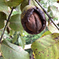 Juglans regia | Common Walnut Tree - Girth 14-16cm - Height 5m-5.3m - 110lt