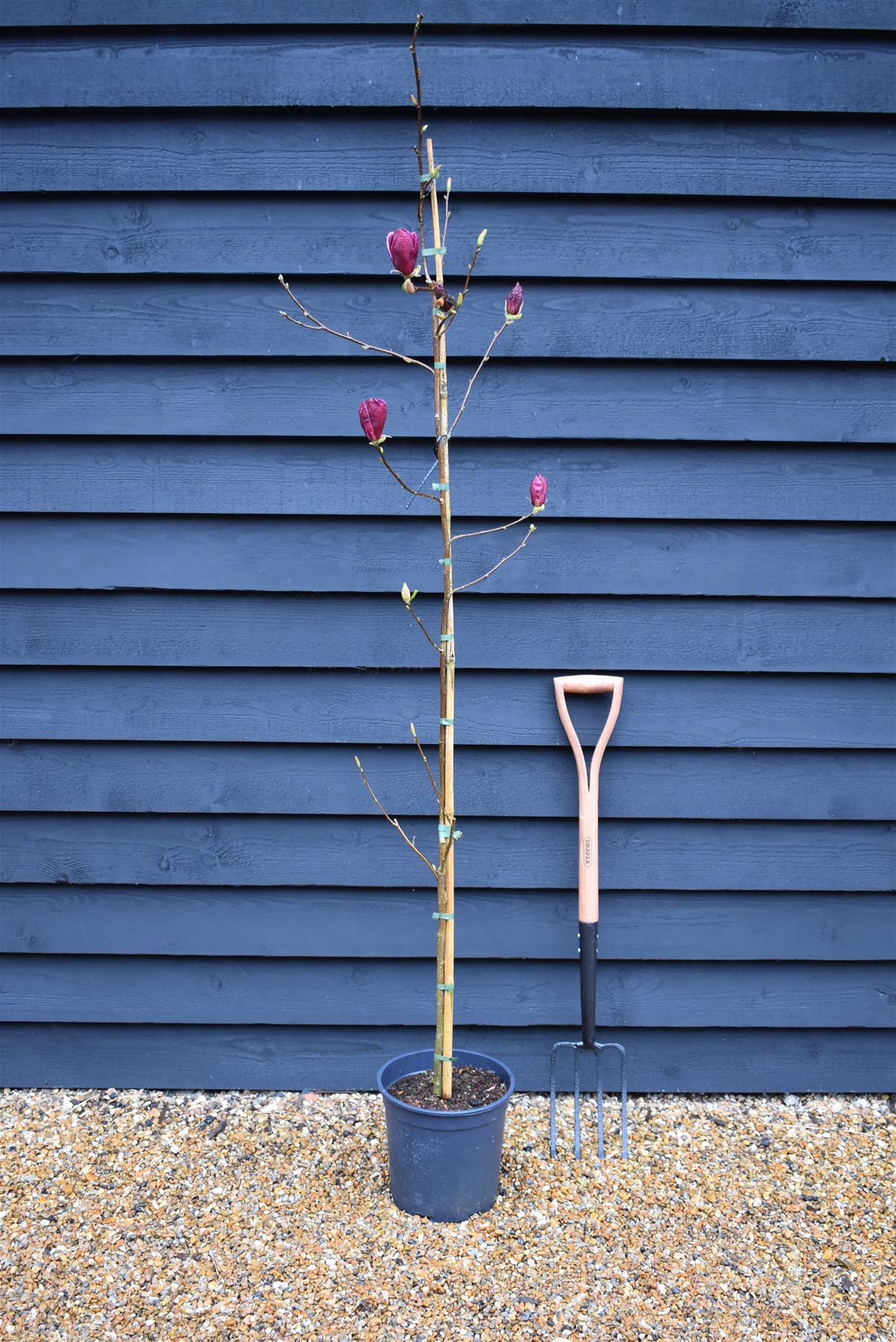 Magnolia Genie - 140-180cm, 10lt