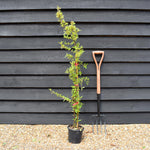 Pyracantha Mohave - Height 100-125cm - 3lt