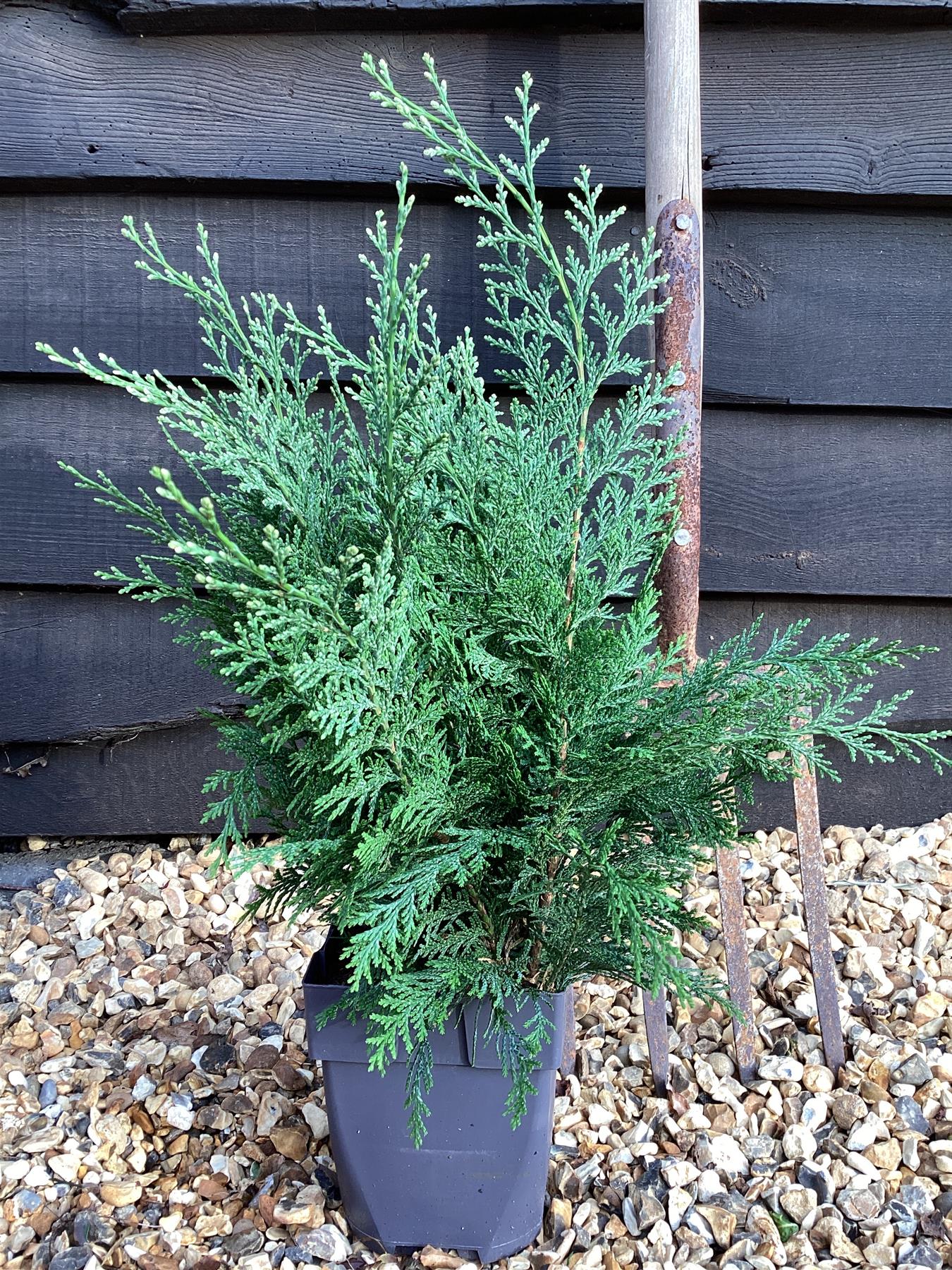 Chamaecyparis pisifera 'Boulevard' | Blue Moss Cypress - 2lt