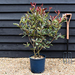 Photinia Pink Marble ('Cassini') - Height 30-50cm - 12lt