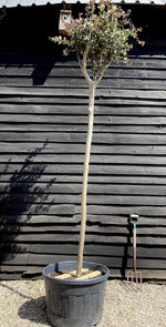 Lagerstroemia indica 'Lucas Red' | Crape Myrtle 280-300cmTree - 150lt