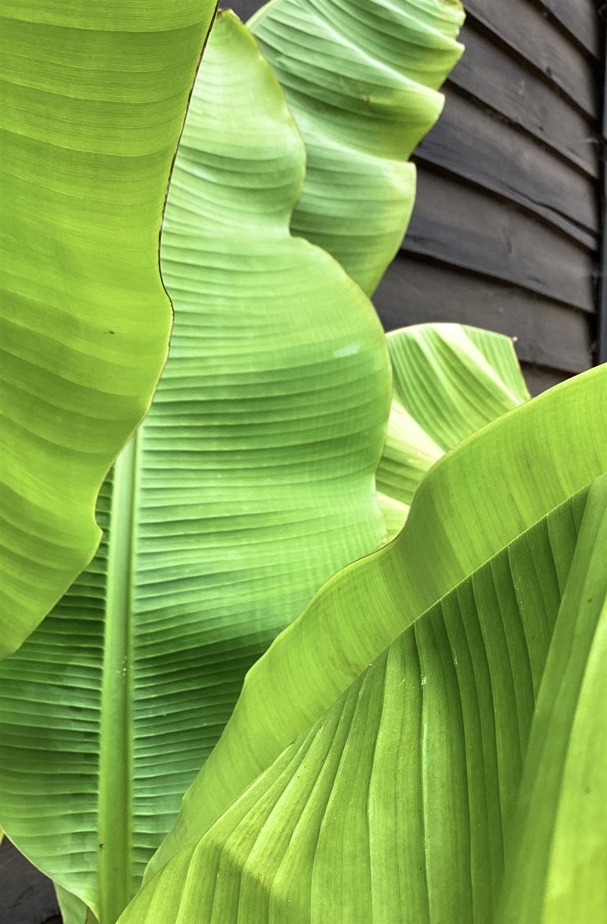 Musa basjoo | Banana 100-120cmPalm - 25lt