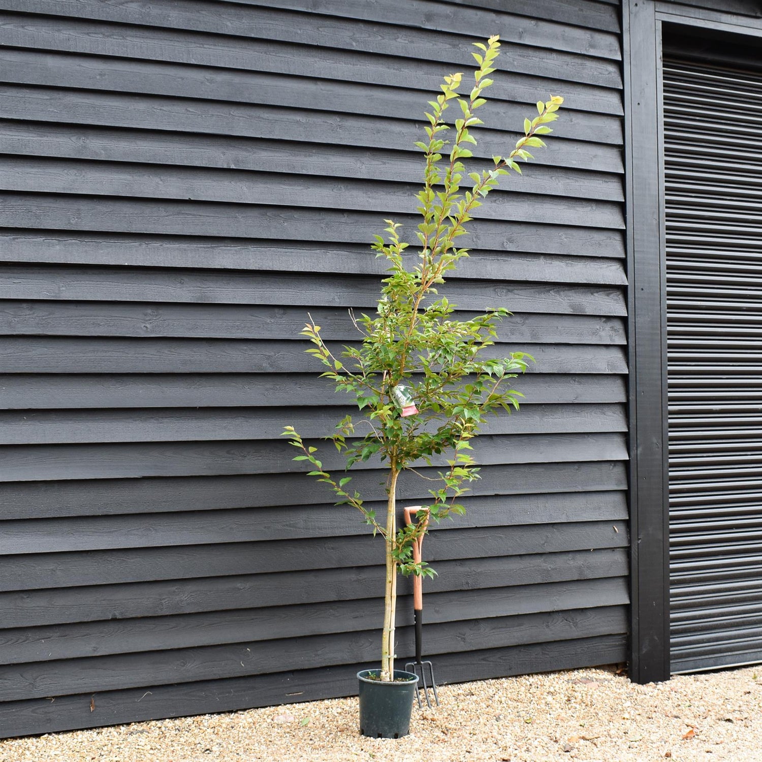 Prunus Subhirtella 'Autumnalis Rosea' | Winter-flowering Cherry - Height 170-190cm - 12lt