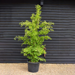 Ginkgo biloba 'Pyramidalis' | Maidenhair Tree - 250-300cm, 90lt
