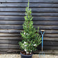 Camellia sasanqua - Bush - Large Shrub - White - Biancaeve - Height 140cm - Width 60cm - 30lt