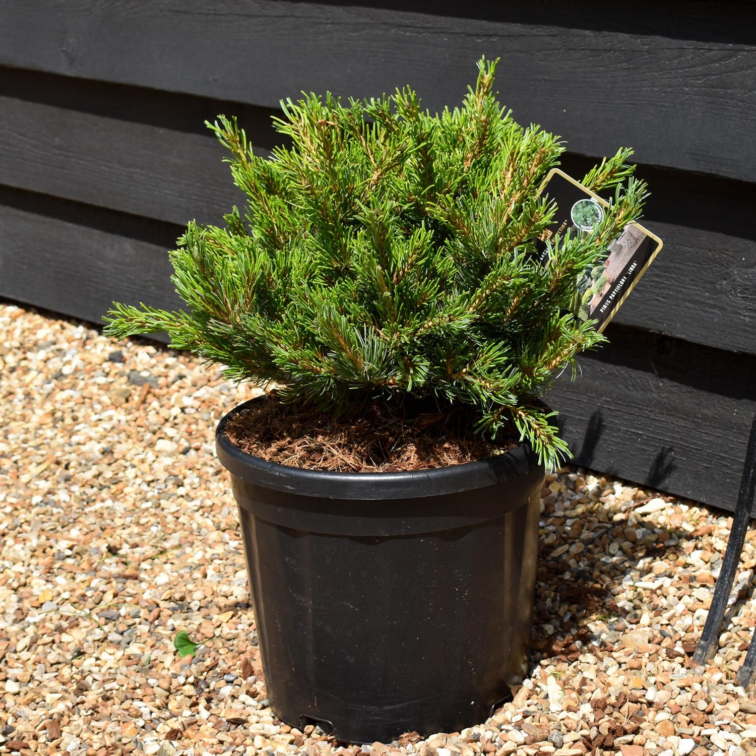 Pinus parviflora 'Linda' - Height20-30cn - Width 35-45cm - 8lt