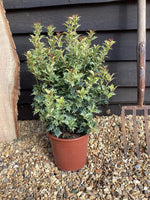 Osmanthus heterophyllus Tricolor | Holly Olive 'Goshiki' - 65-75cm, 5lt