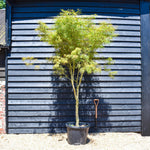 Acer palmatum 'Koto No Ito' | Japanese HarpStrings maple - Height 220-230cm - 80lt