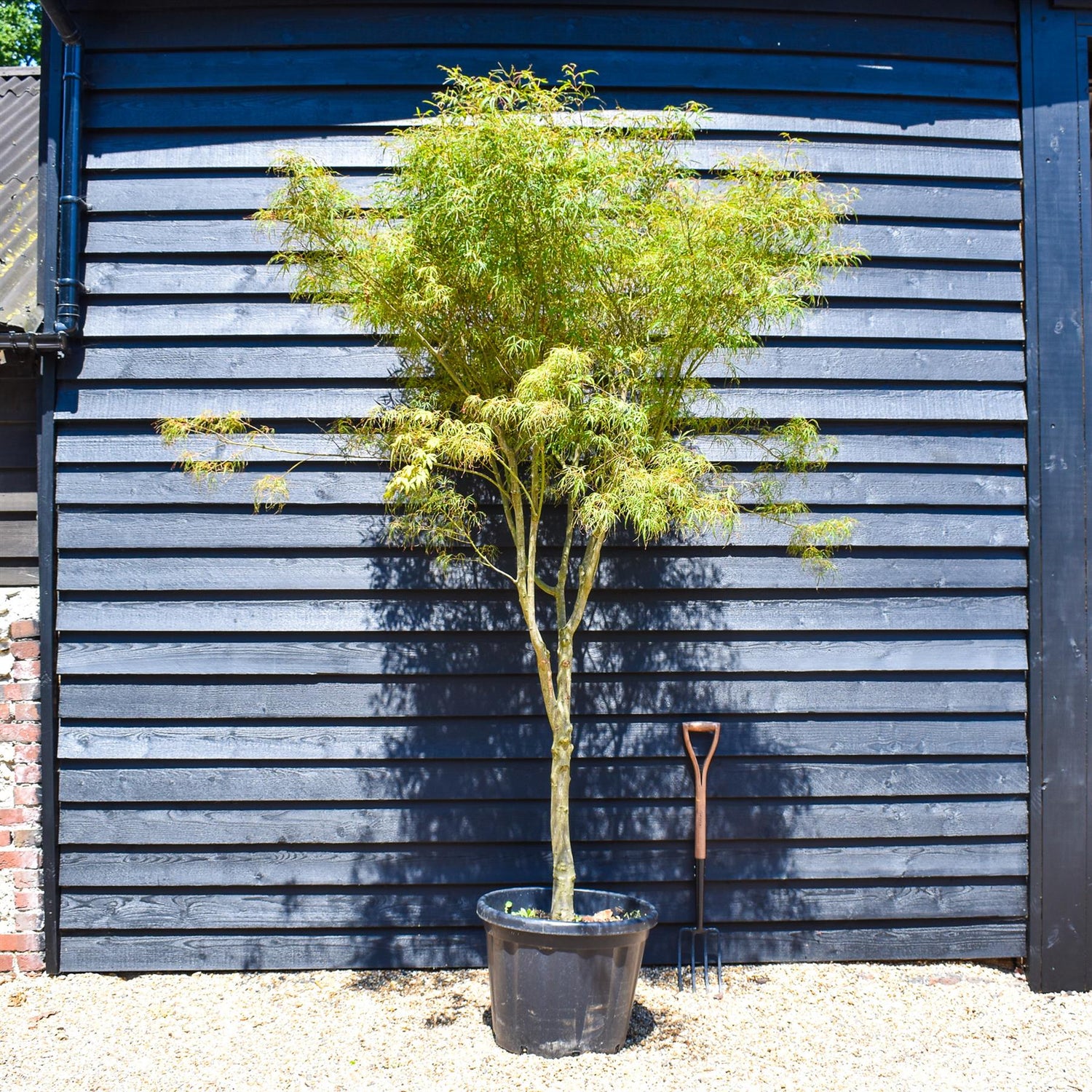 Acer palmatum 'Koto No Ito' | Japanese HarpStrings maple - Height 220-230cm - 80lt