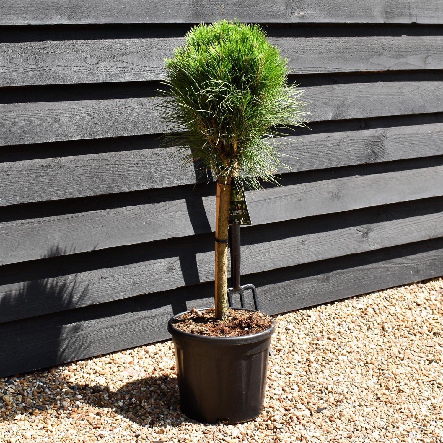 Pinus nigra Summer Breeze - Clear Stem 40cm - Girth 6-8cm - Height 70-80cm - 11lt