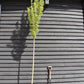 Carpinus betulus 'Fastigiata' | Hornebean Upright - Clear Stem - Standard - Girth 8-10cm - Height 300-350cm - 35lt