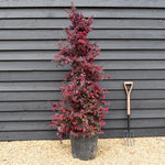 Loropetalum chinense Black Pearl | Chinese Fringe Flower - Cone - Height 185-200cm - 35lt