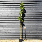 Koster Upright Oak | Quercus robur 'Fastigate Koster' - Height 200-220cm - 10lt