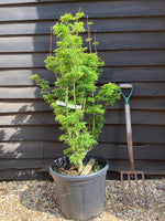 Acer palmatum 'Crispifolium' | Japanese maple 'Shishi-gashira' - 150-170cm, 55lt