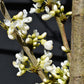 Cercis chinensis Shirobana- 200-220cm - Bushy - 10lt