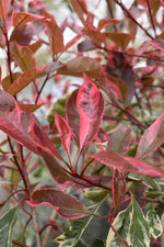 Photinia Fraseri Louise - Height 150-180cm - 10lt