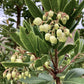 Arbutus Unedo | Strawberry Tree - Multistem - 260cm, 130lt