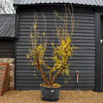 Pomegranate | Punica granatum - Mature Specimen 10A - 3 Branches - Height 240-250cm - 230lt