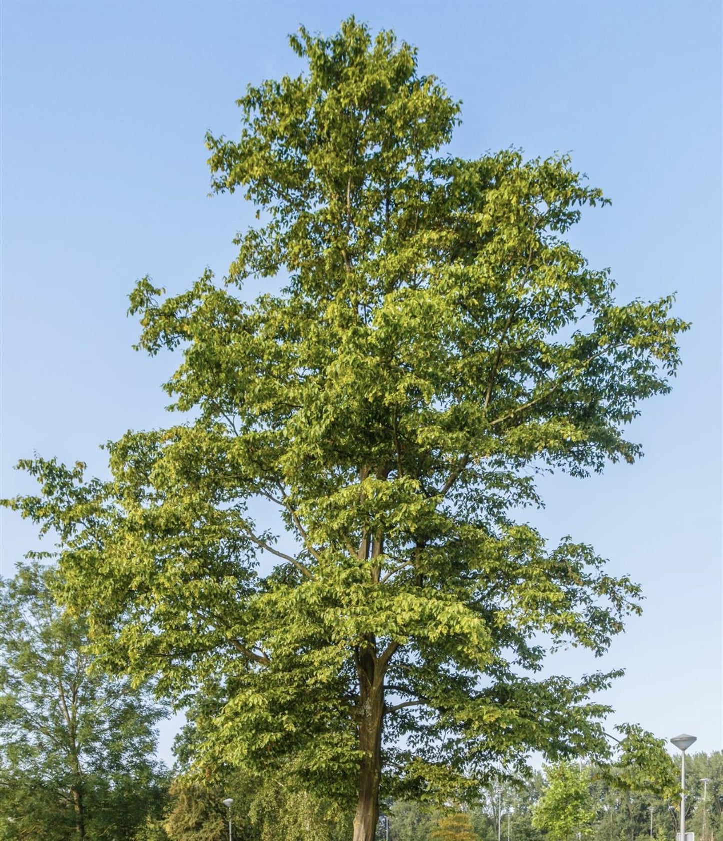 Carpinus betulus | European Hornbeam - 150-200cm, 10lt