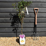 Prunus 'Mirabelle de Nancy' | Cherry plum 'Mirabelle de Nancy' - Patio Rootstock - Height 80-100cm, 7lt