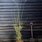 Acer palmatum 'Bi Hoo' | Golden Bark Japanese Maple - 100-140cm - 15lt