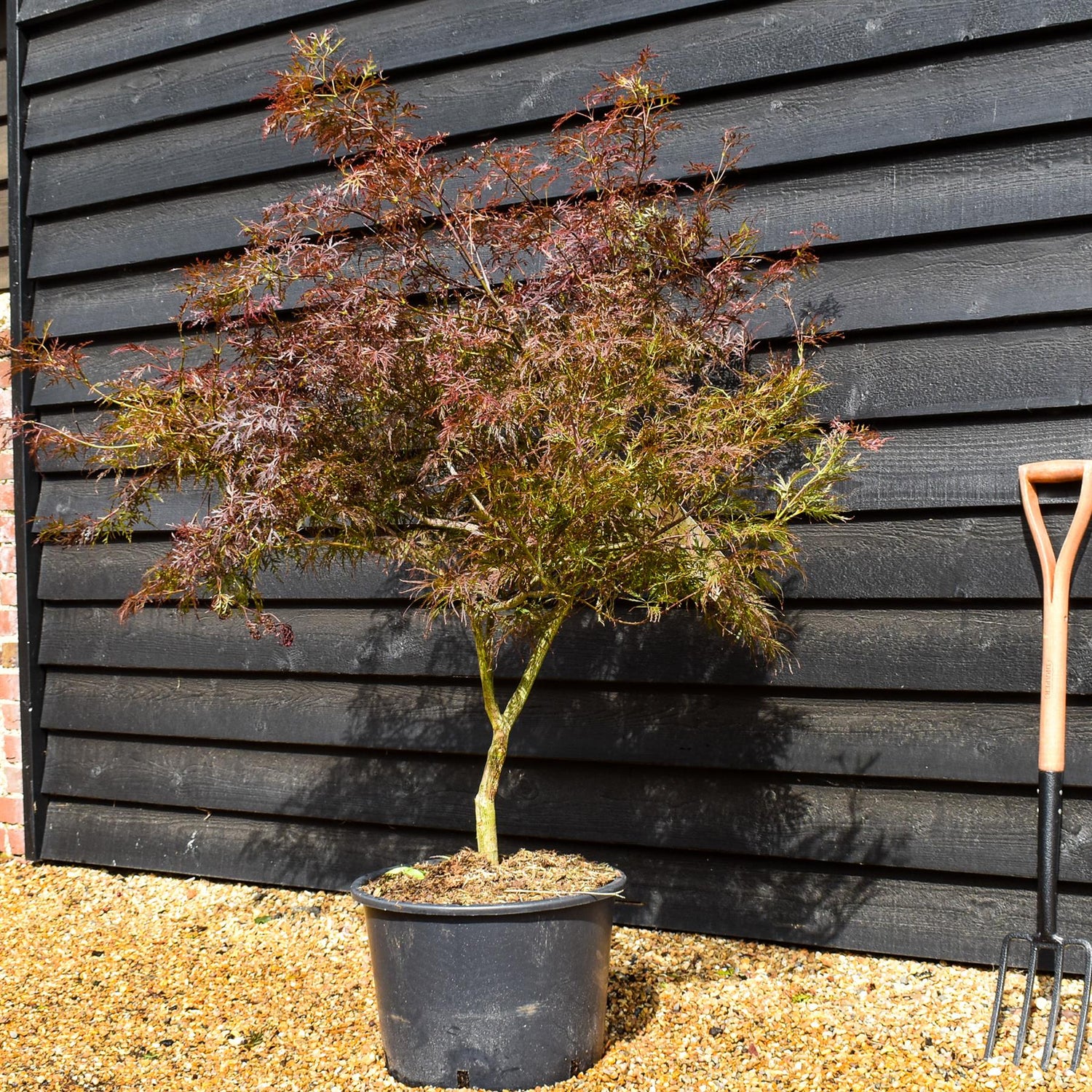 Garnet Japanese Maple | Acer palmatum 'Garnet'  Weeping - Clear Stem 30-50cm - Height  120-130cm - 35lt