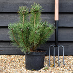Pinus mugo mughus |Dwarf Mountain Pine - Height 40-60cm - 5lt