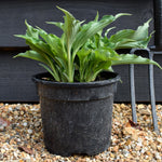 Hosta Waterslide | Plantain Lily 'Waterslide' - 15-25cm, 3lt