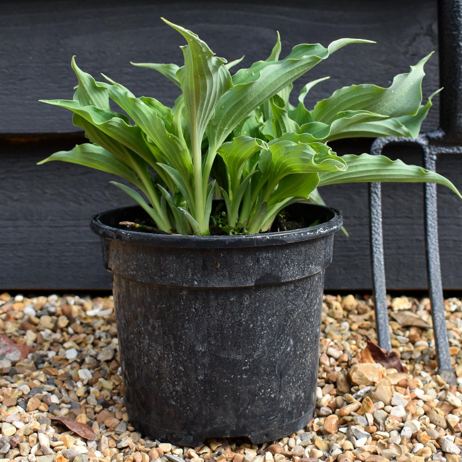 Hosta Waterslide | Plantain Lily 'Waterslide' - 15-25cm, 3lt