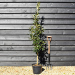 Spanish oak 'Wageningen' | Quercus x hispanica 'Wageningen' - Height 120-150cm - Pot Grown - 10lt