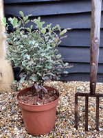 Pittosporum tenuifolium 'Elizabeth' - 30cm - 7lt
