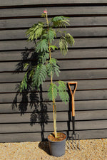 Albizia julibrissin Omberella | Silk Tree - Height 190-220cm - 12lt