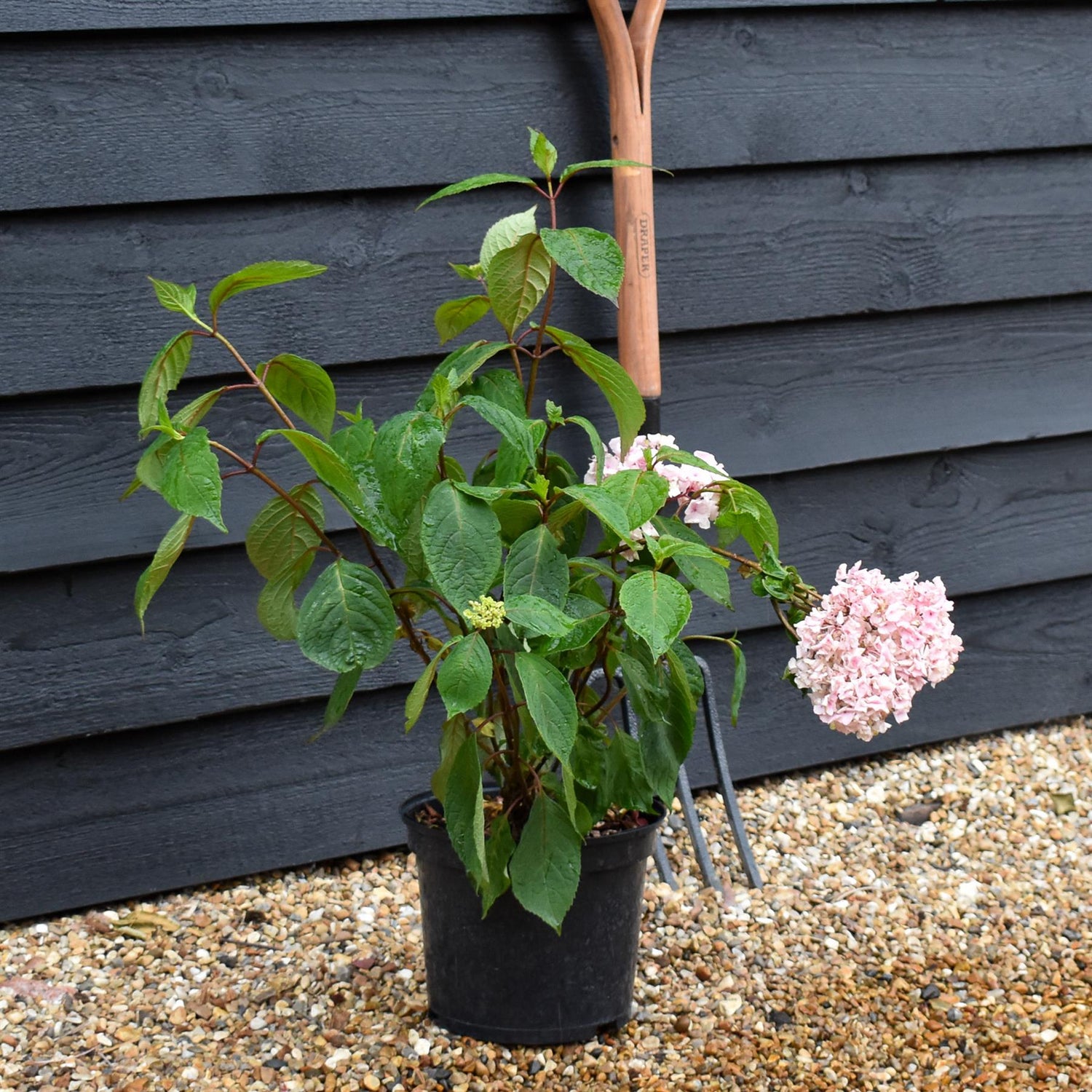 Hydrangea 'Preziosa' - 5lt
