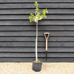 Cherry tree 'Lapins' | Prunus avium 'Cherokee' - 100-120cm - 10lt