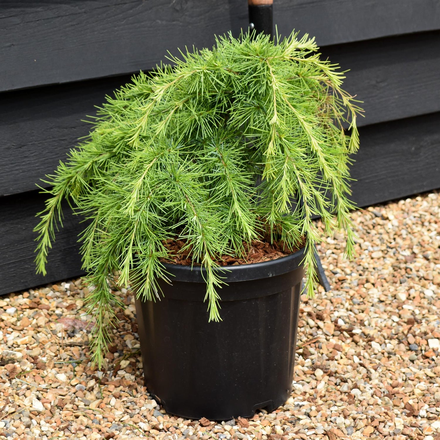 Cedrus deodara 'Lime Glow' | Himalayan Cedar 'Lime Glow' - 40-50cm - 8lt
