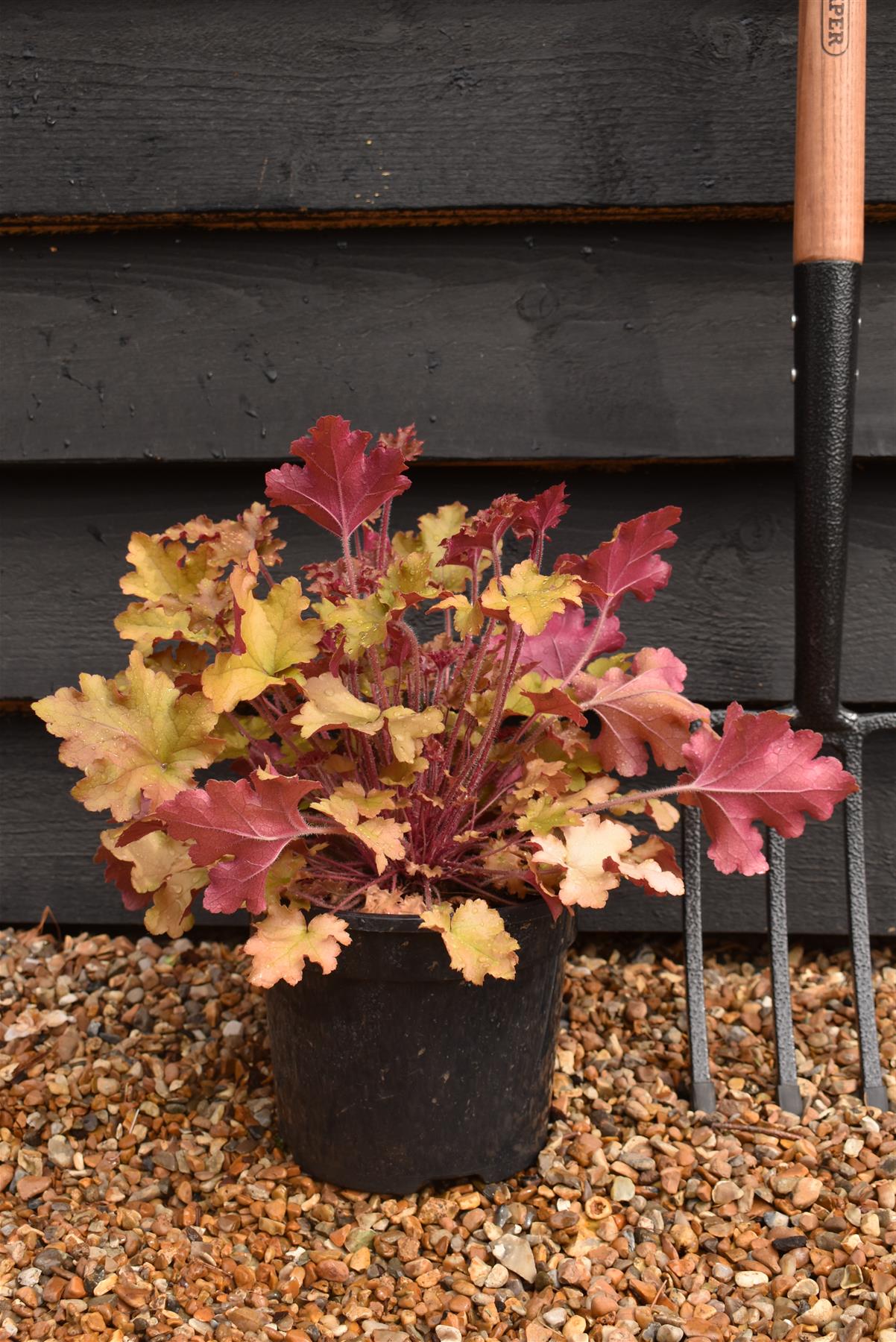 Heuchera 'Marmalade' | Alum Root 'Marmalade' | Coral Bells - 20-30cm, 3lt