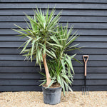 Yucca 'Elephantipes - Shrub - Multistem - Height 170cm - 45lt