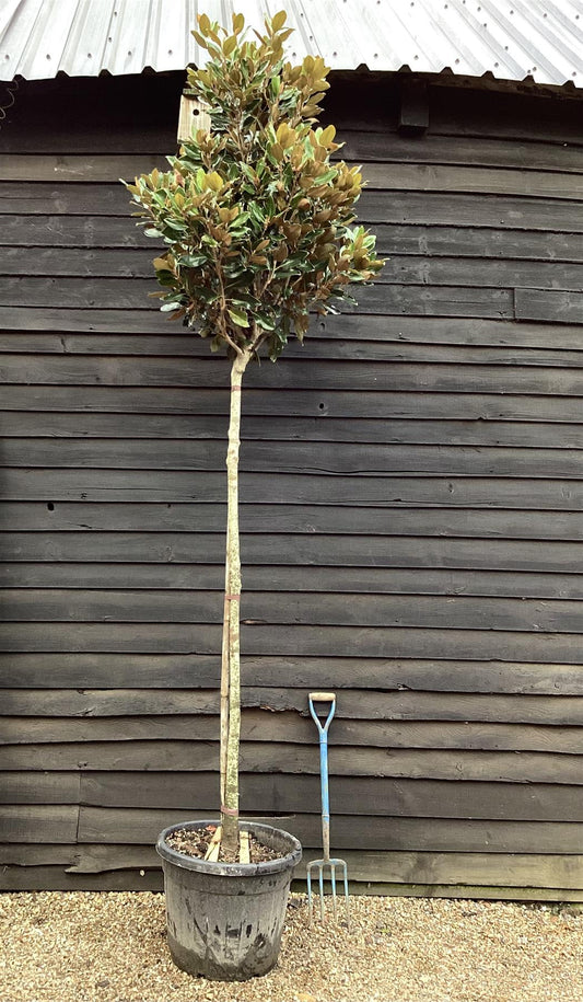 Magnolia Grandiflora Little Gem | Southern Magnolia - Height 350-400cm - Girth 12-14cm - 45-50lt