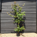 Iron Tree | Parrotia persica - Tree - Height 200-220cm - 20lt