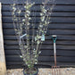 Prunus glandulosa 'Alba Plena' | Dwarf Flowering Almond 'Alba Plena' - 155cm, 18lt