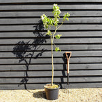 Apple tree 'Granny Smith' | Malus domestica - Semi Dwarfing - Height 150-160cm - 20lt