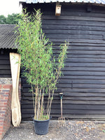 Fargesia papyrifera | Blue Dragon Bamboo - 280-300cm, 50lt