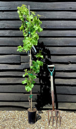 Grape Vine | Vitis Vinifera 'Superior' - Cane - 5lt