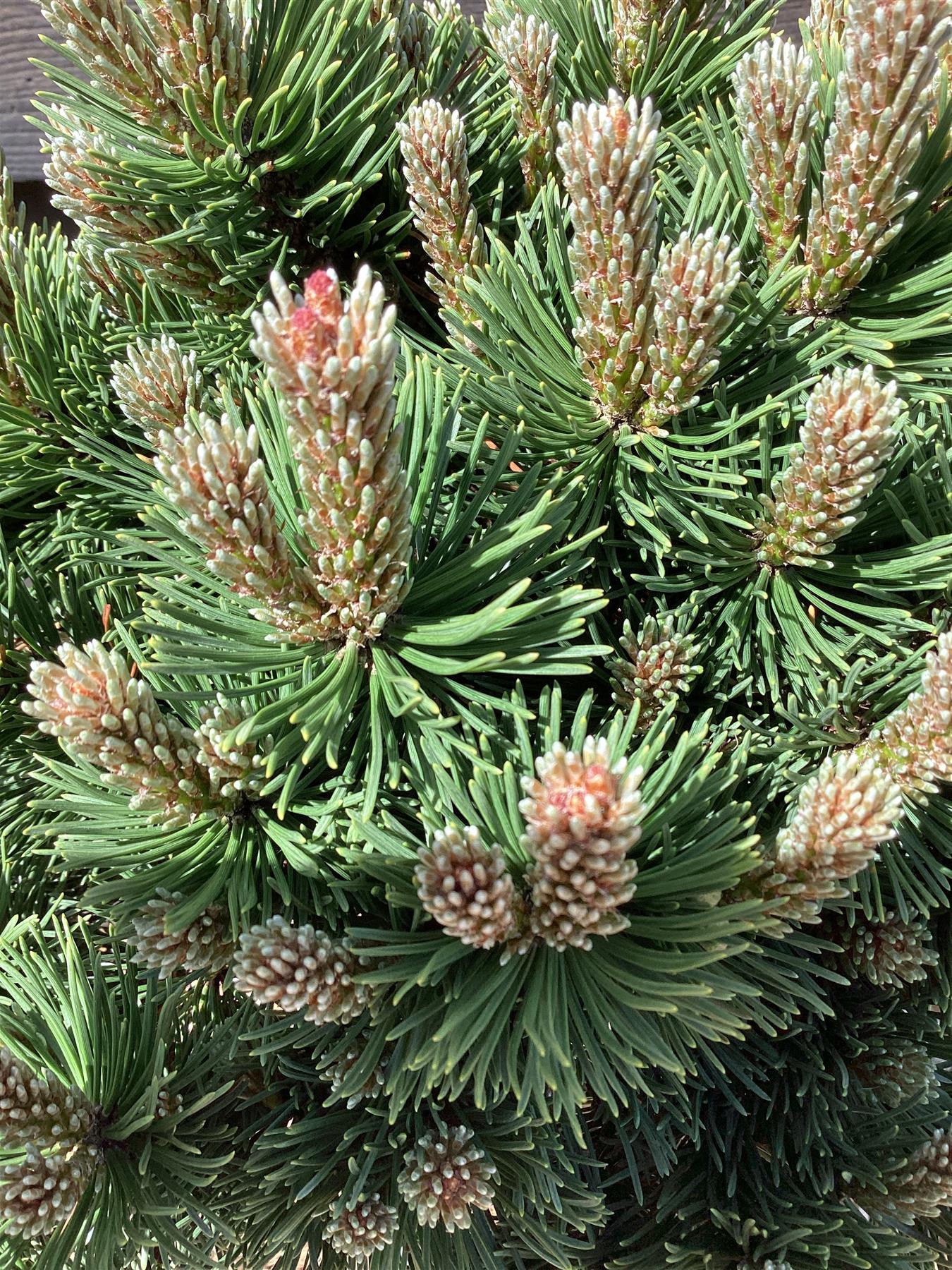 Pinus mugo 'Sherwood Compact' | Dwarf mountain pine - Clear Stem - 75-85cm - 11lt