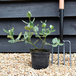 Garrya eliptica 'James Roof' - Height 25-40cm - Shrub - 2lt